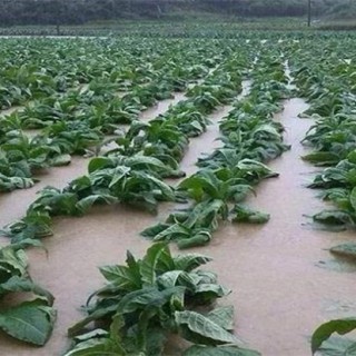 暴雨后蔬菜怎么管理,第2图