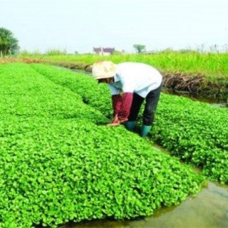 西洋菜种植注意事项,第3图