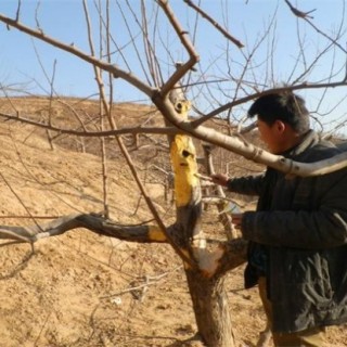 苹果树花前如何复剪？苹果树花前复剪技术,第3图