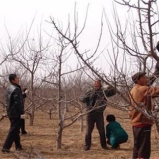 苹果树修剪的几大误区,第3图