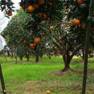 血橙的种植技术,第4图