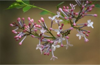 丁香不开花的原因和解决办法,第4图