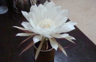 昙花盆栽养植方法,第3图