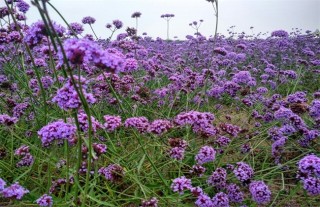 马鞭草的种植方法,第4图