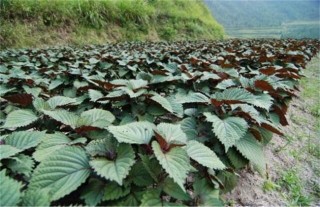 紫苏种植的注意事项,第3图