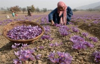 藏红花的种植技术,第1图