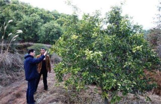 白芍田间管理技术,第3图