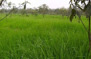 黑麦草种植技术,第2图