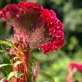 鸡冠花种子价格及种植方法,第1图