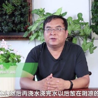 长春花叶子卷了怎么办,第1图