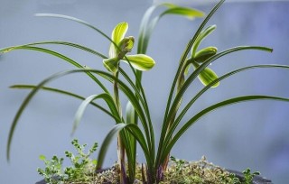 瓜子皮、花生壳……这些垃圾不要扔，用来养花效果棒极了,第1图