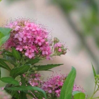 夕雾花的花语和传说,第2图