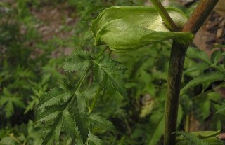 白芷种植时间,第4图