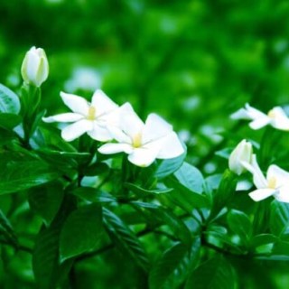 栀子花的花语是什么？,第4图