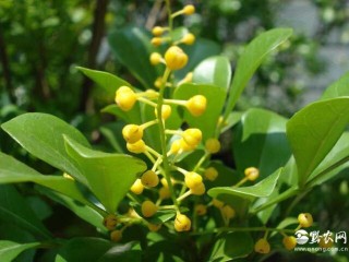 种植米兰花应注意什么？,第1图