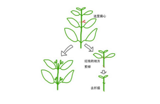 丽格海棠怎么摘心,第3图