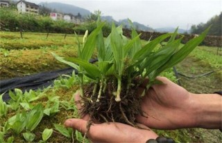 白芨的种植风险,第2图