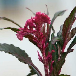 鸡冠花种子价格及种植方法,第4图