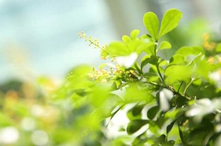 种植米兰花应注意什么？,第4图