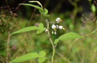 白英的种植技术,第1图