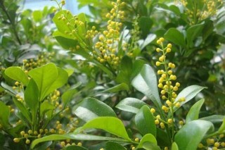 种植米兰花应注意什么？,第2图