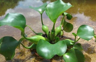 水葫芦是什么植物？,第1图