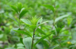 苍术高产种植技术,第5图