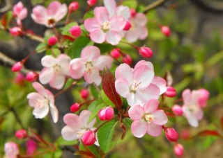 海棠花的花语是什么？,第1图