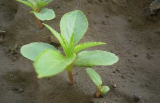 凤仙花的播种繁殖方法,第5图