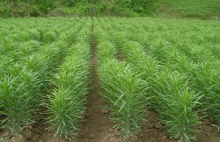 食用百合种植的方法与时间,第4图