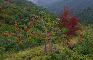 火棘怎么繁殖,第2图