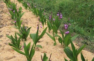 白芨的田间管理要点,第2图