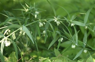 黄精的田间管理要点,第4图