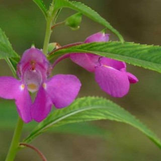 凤仙花的花语是什么？,第2图