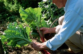 大黄的种植技术,第4图