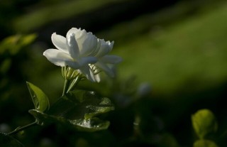 茉莉花与栀子花的区别方法,第3图