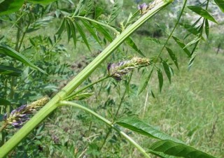 甘草种植技术,第1图