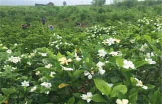 栀子花叶子发黄原因及防治,第4图