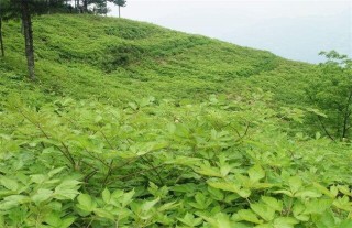 当归种植的注意事项,第5图