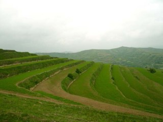 中药材种植技术(2),第3图