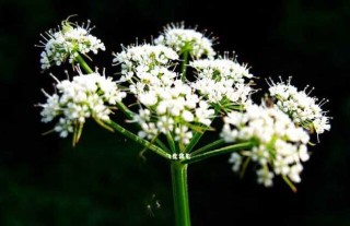 白芷种子价格及种植方法,第1图