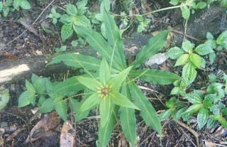 七叶一枝花种子价格及种植方法,第3图