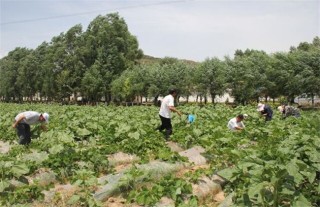 葛根的种植技术,第5图