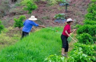 植物生长调节剂使用注意事项,第3图