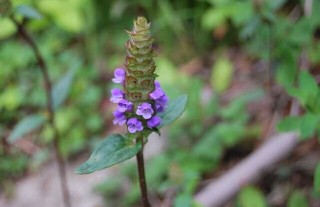 夏枯草种植技术,第3图