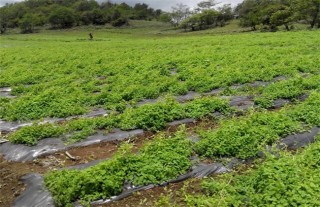 丹参高产的种植方法,第2图