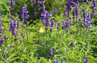 黄芩种植技术,第4图