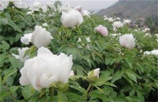 白芍的种植技术,第5图