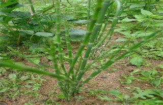 节节草的种植前景,第1图