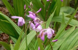 白芨种植有前途吗？,第3图